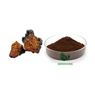 Chaga -Pilz -Extraktpulver 50% Poly +20% -glucan
